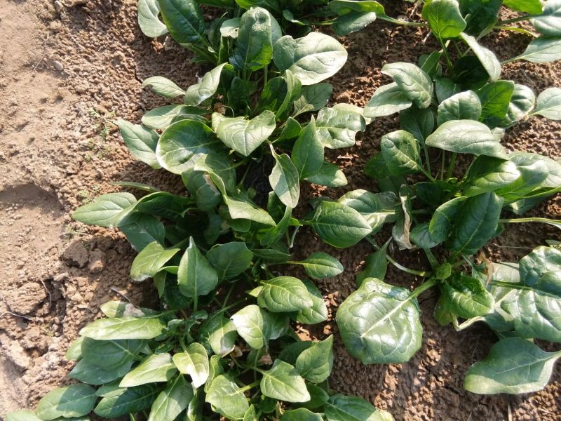 越冬菠菜10~15厘米