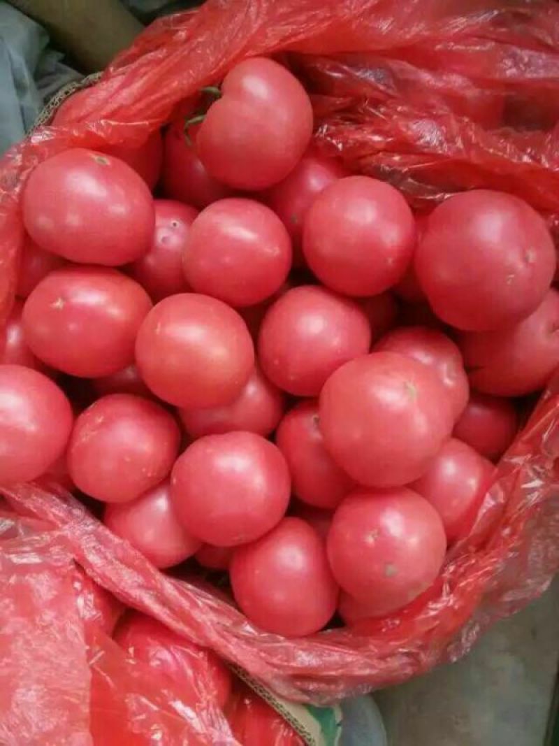 毛粉西红柿