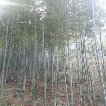 楠竹