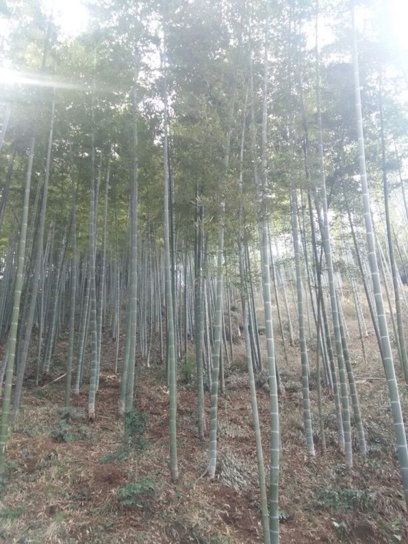楠竹