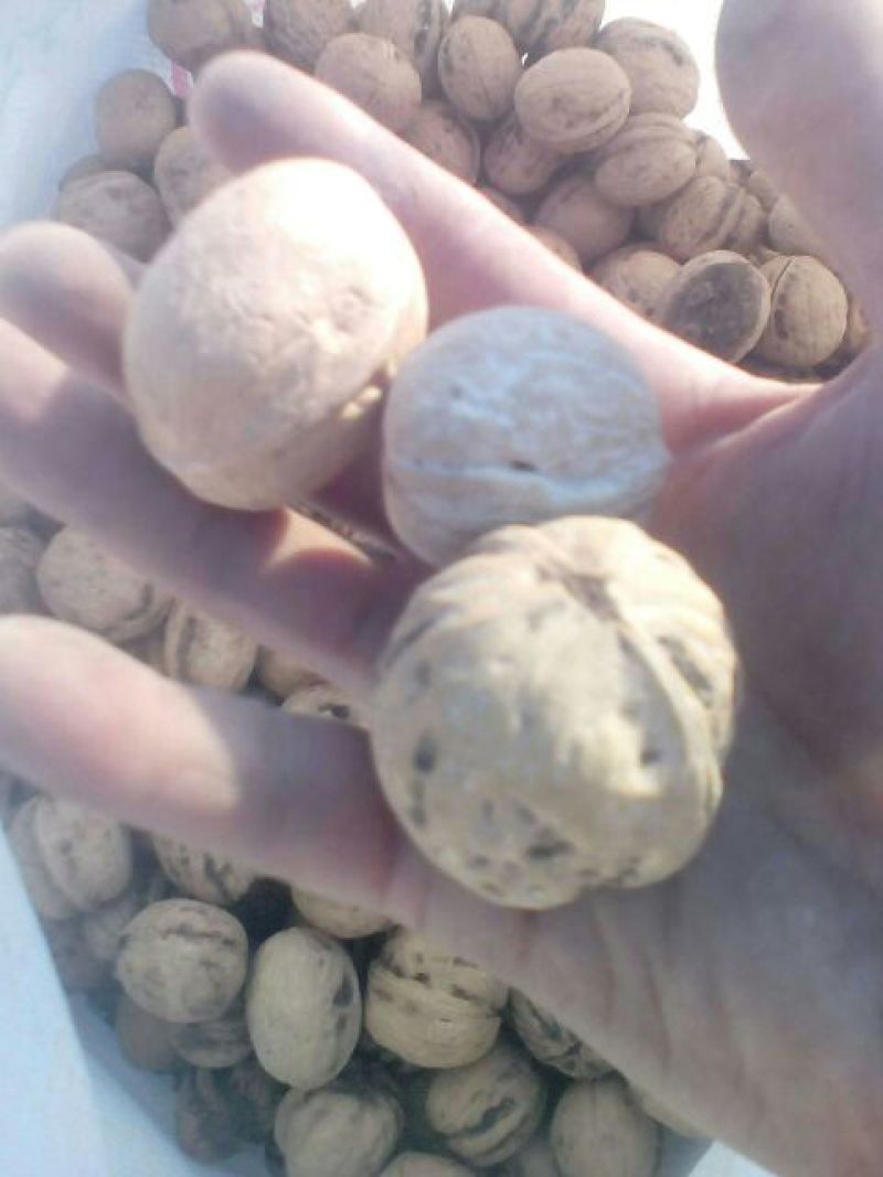 新疆核桃