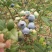 蓝莓8~10mm以上
