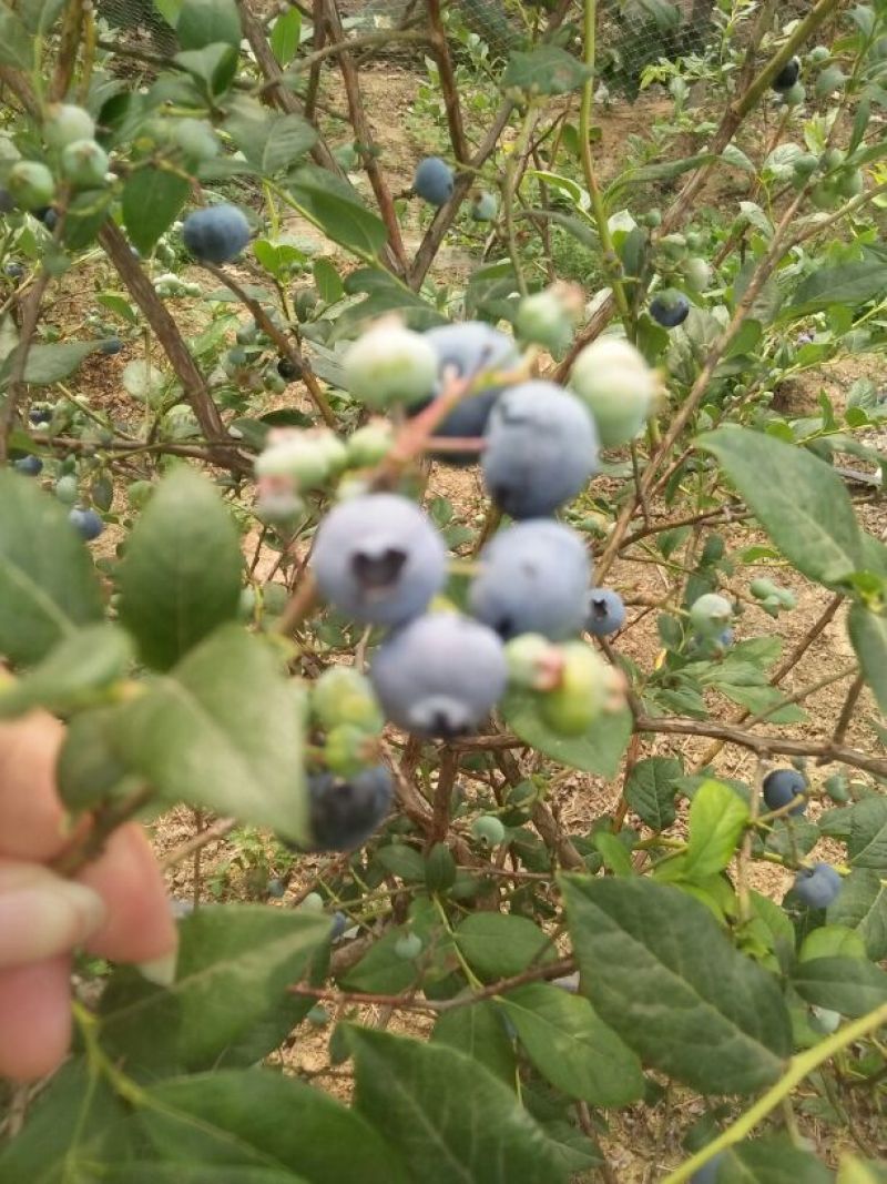 蓝莓8~10mm以上