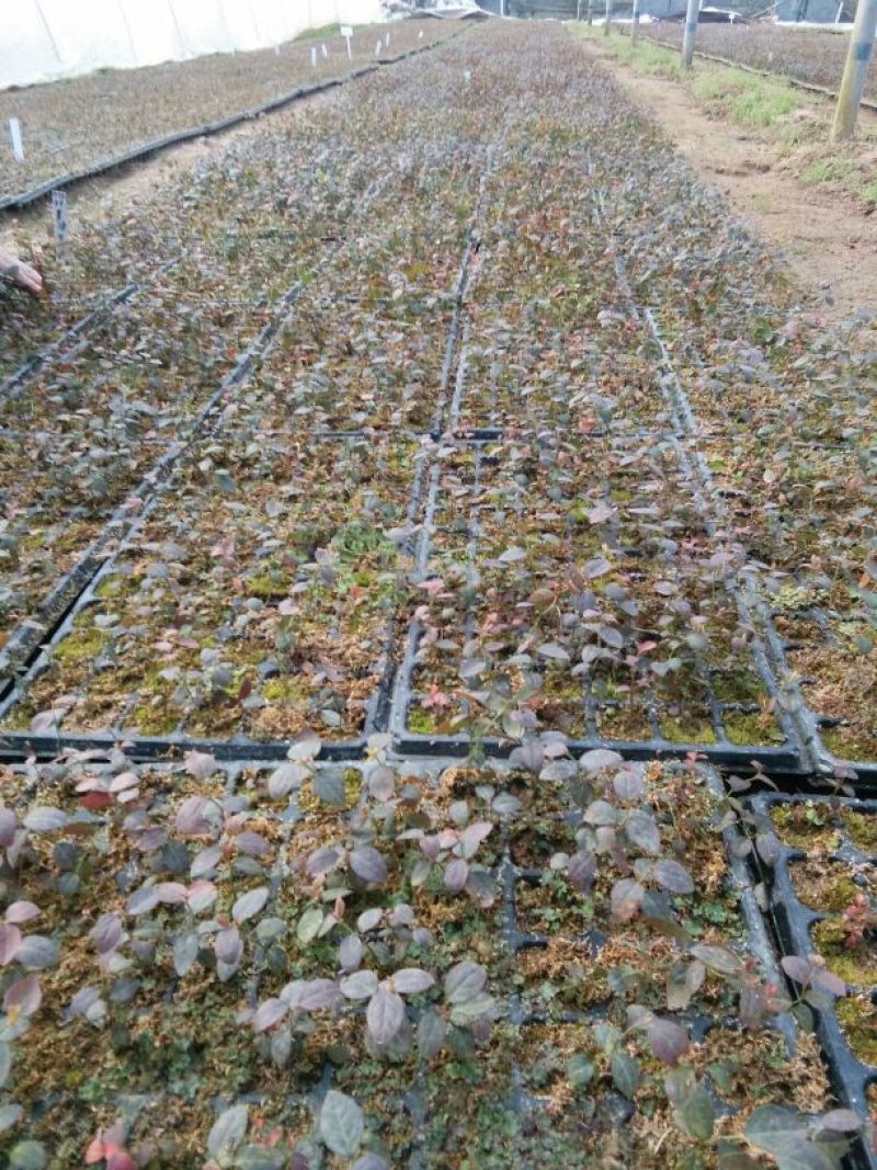 蓝莓苗50公分以上，1-3年蓝莓苗，需要的联系。