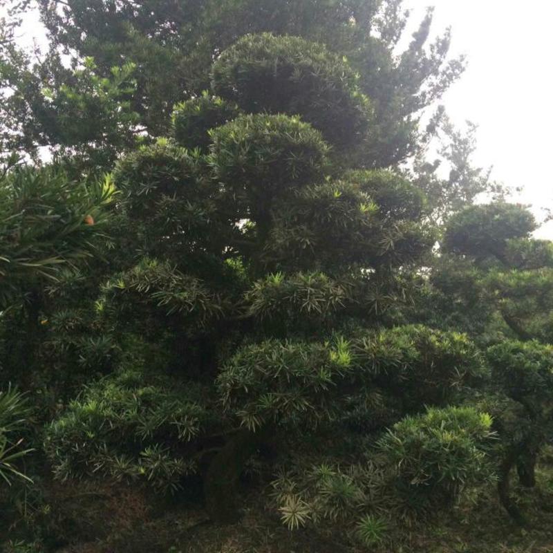 景观榕树18~20cm