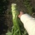 棒菜5两以上