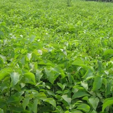 新疆薄壳，香玲，核桃苗