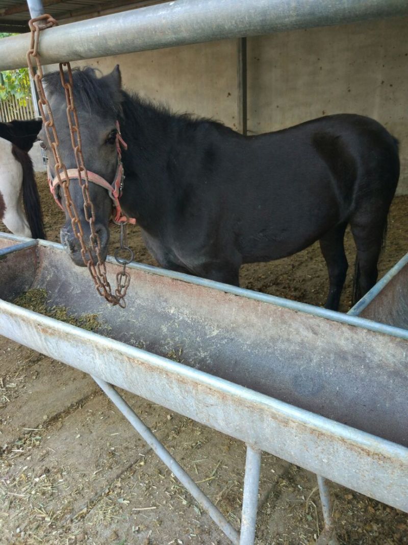 伊犁马300~400kg