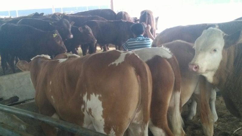 西门塔尔牛犊200~300kg