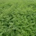 花椒苗大红袍花椒种植基地