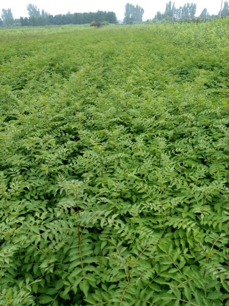 花椒苗大红袍花椒种植基地