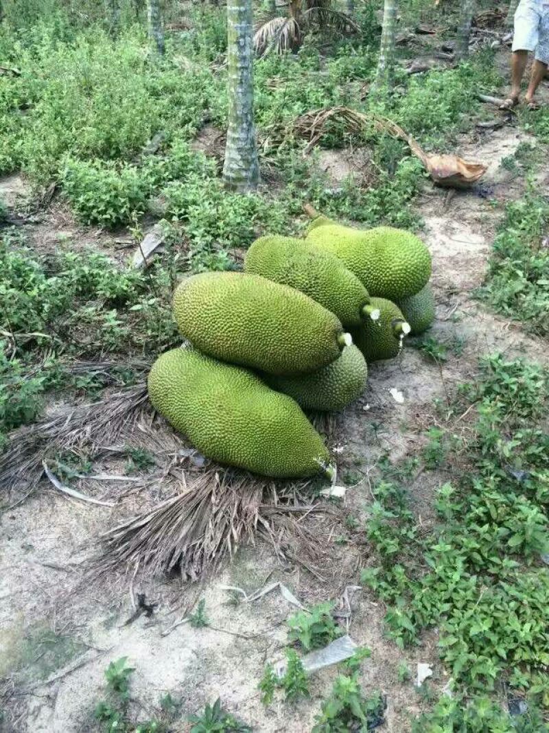 菠萝蜜10~20公斤档口批发电商代发