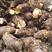 荔浦芋头种，亩产4000斤，网红产品，包粉香糯