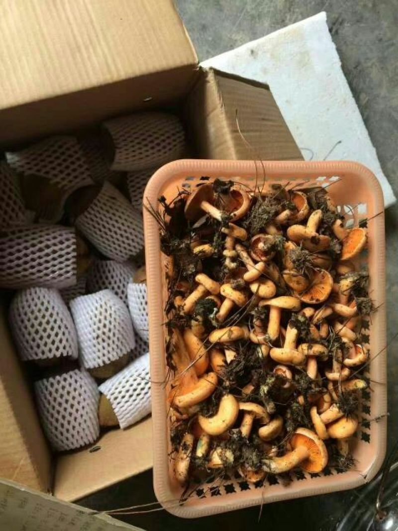 野生菌一级