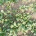 大叶菠菜15~20厘米
