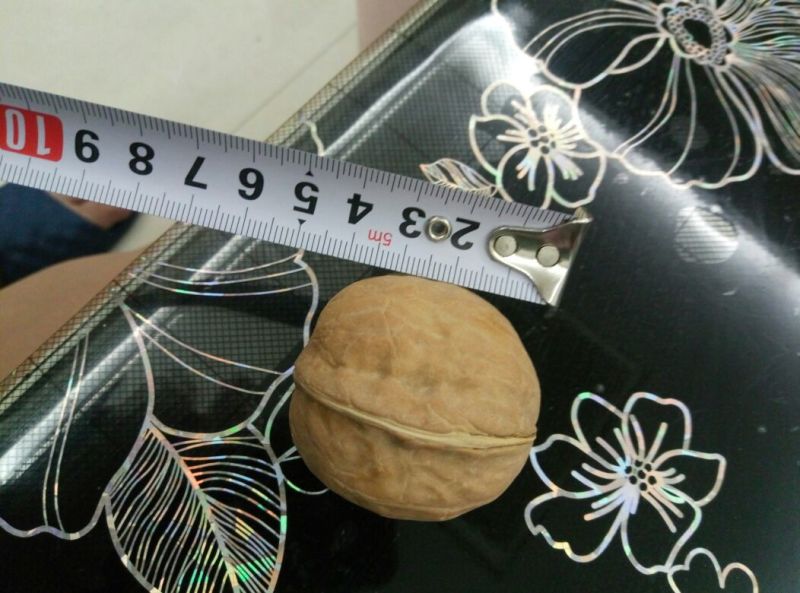 纸皮核桃去皮干
