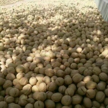 新疆核桃去皮干