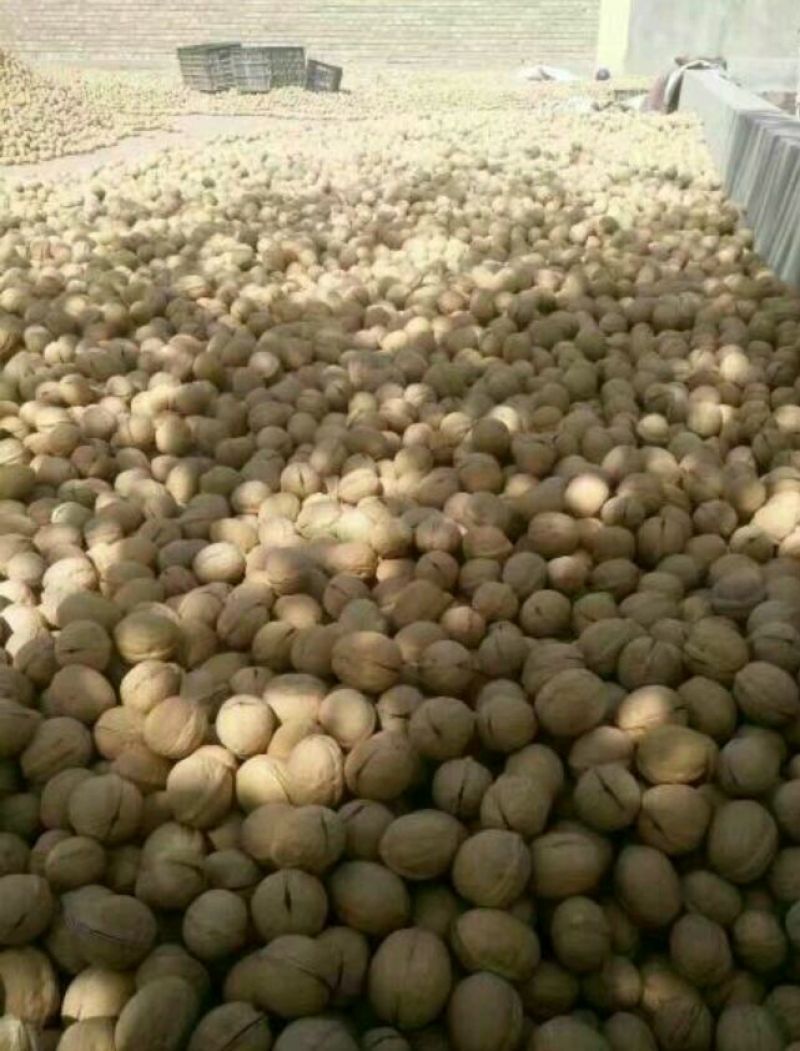 新疆核桃去皮干