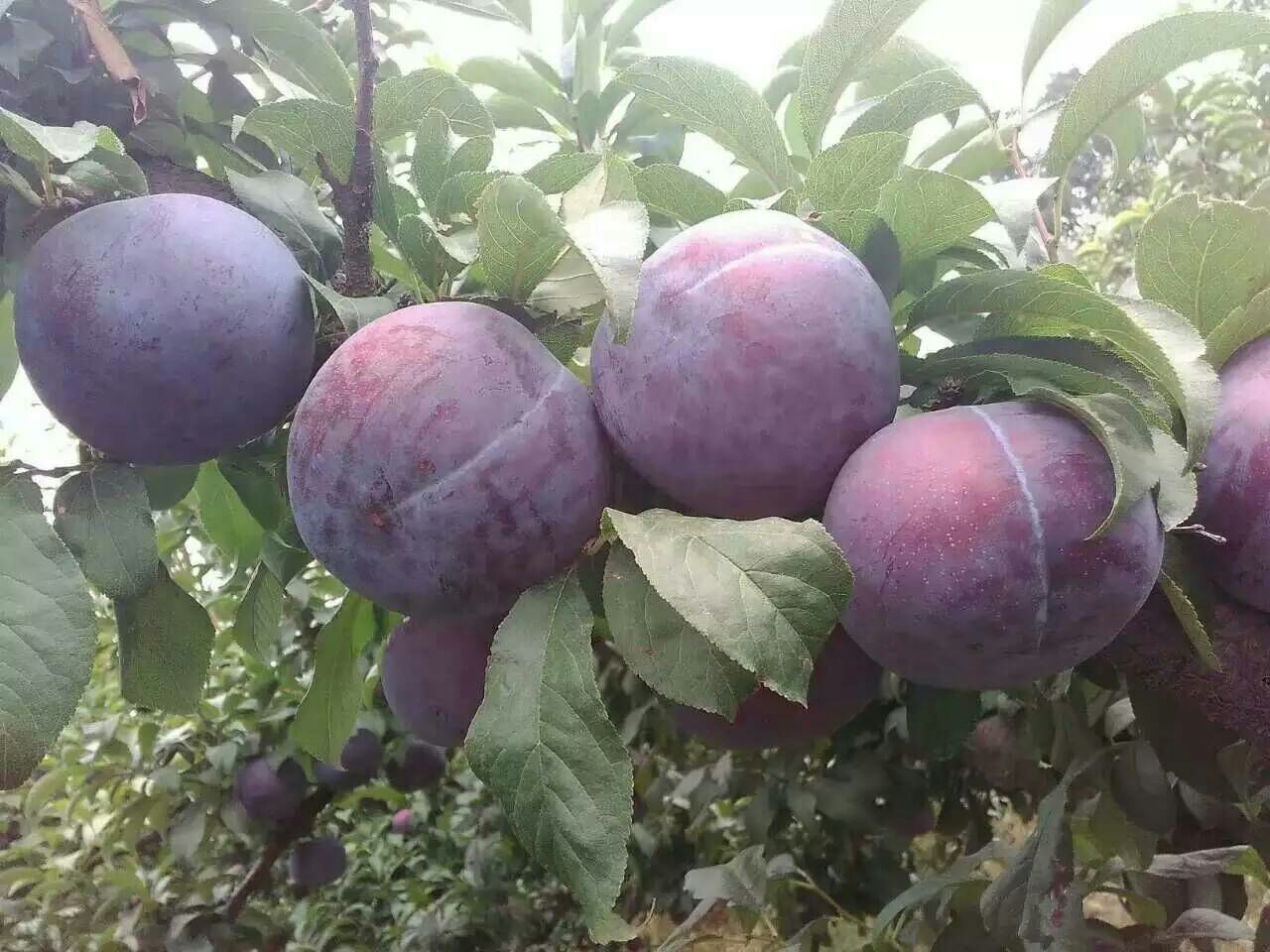 陕西西安市周至县黑布林李子 40~50mm批发_屈阿秀供应_一亩田农业网