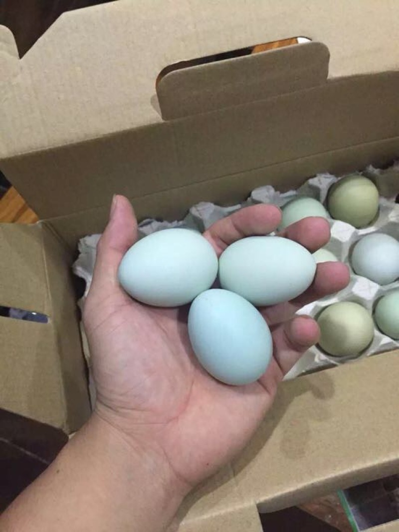 绿壳鸡蛋