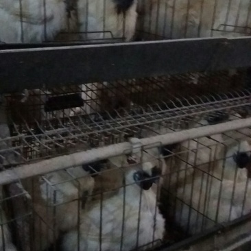 白凤乌鸡苗500克以上脱温苗