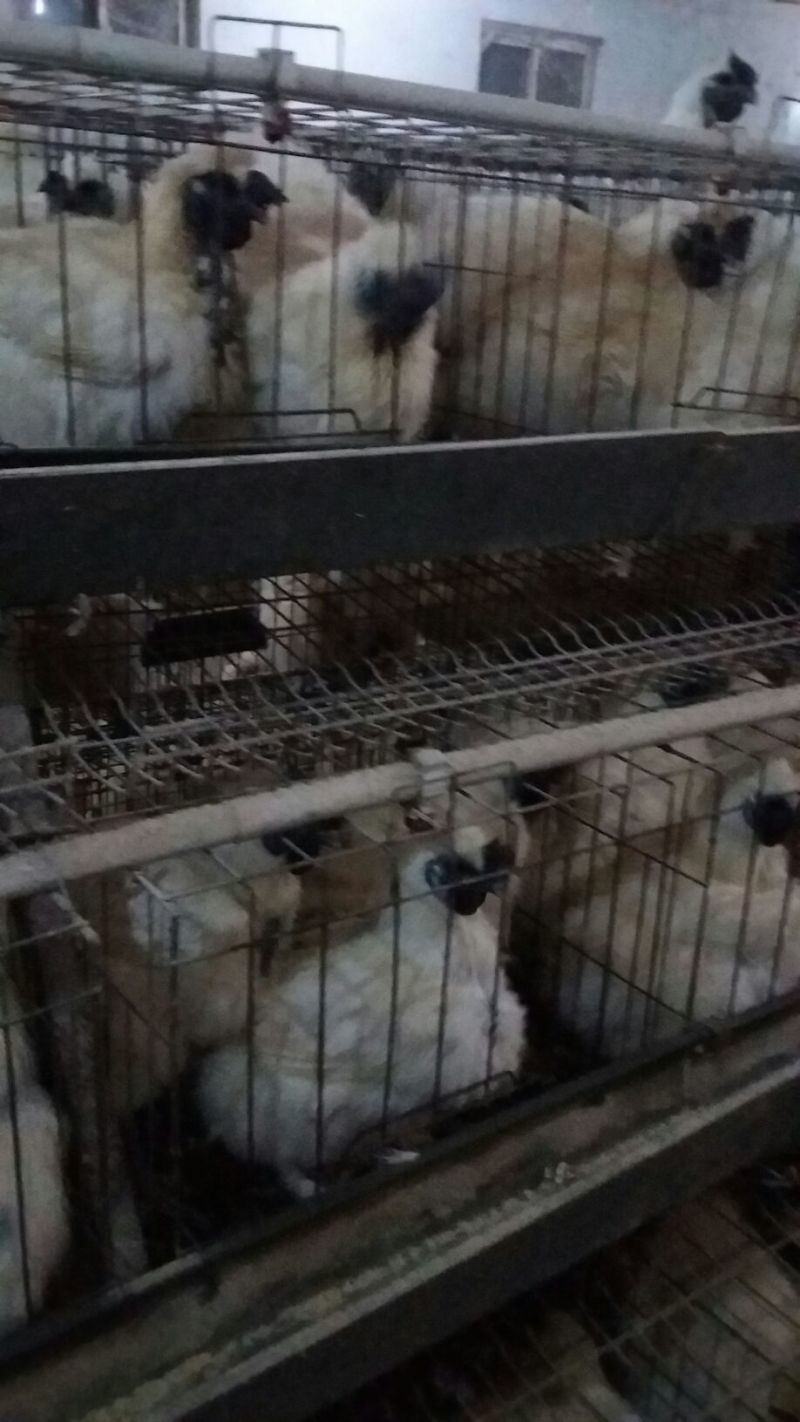 白凤乌鸡苗500克以上脱温苗