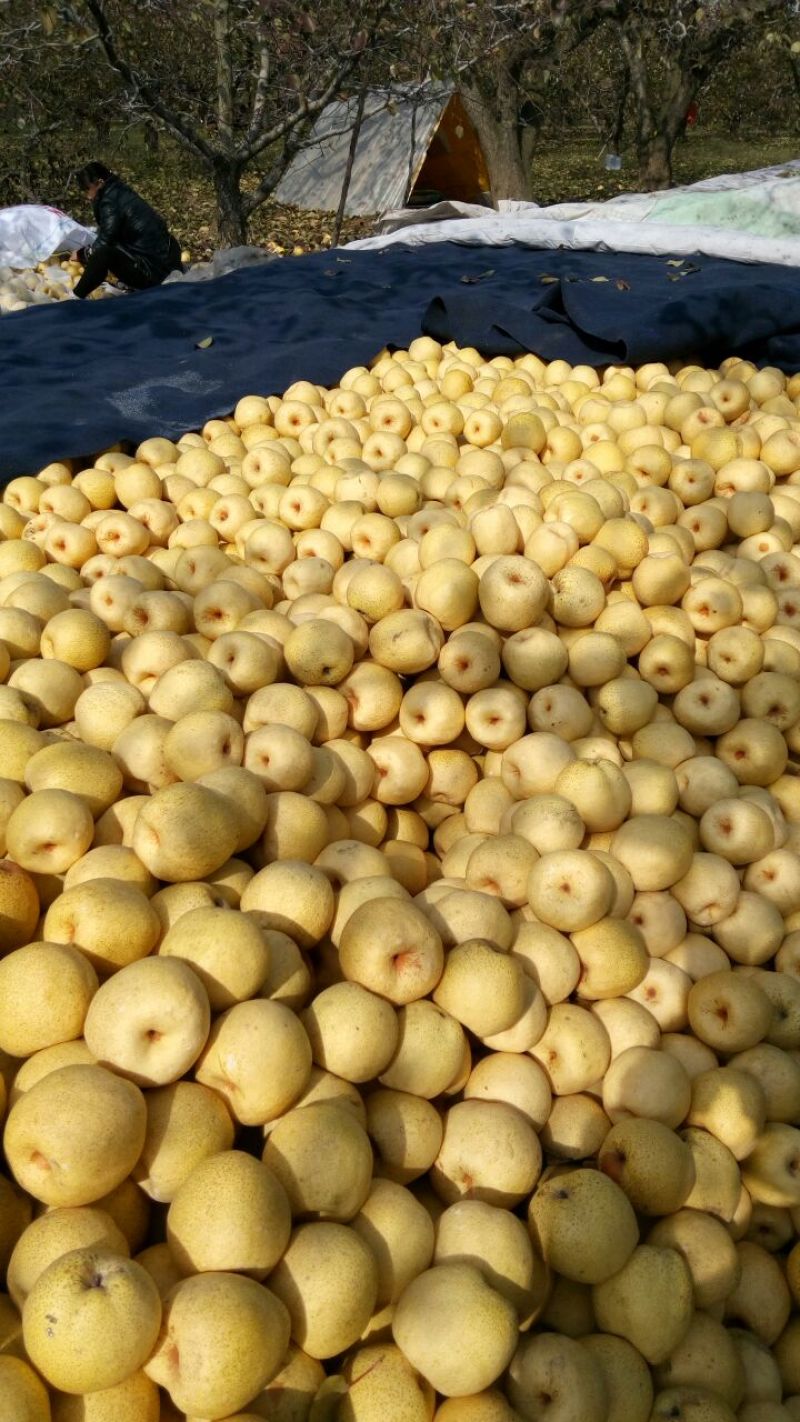 砀山梨300~350g光果