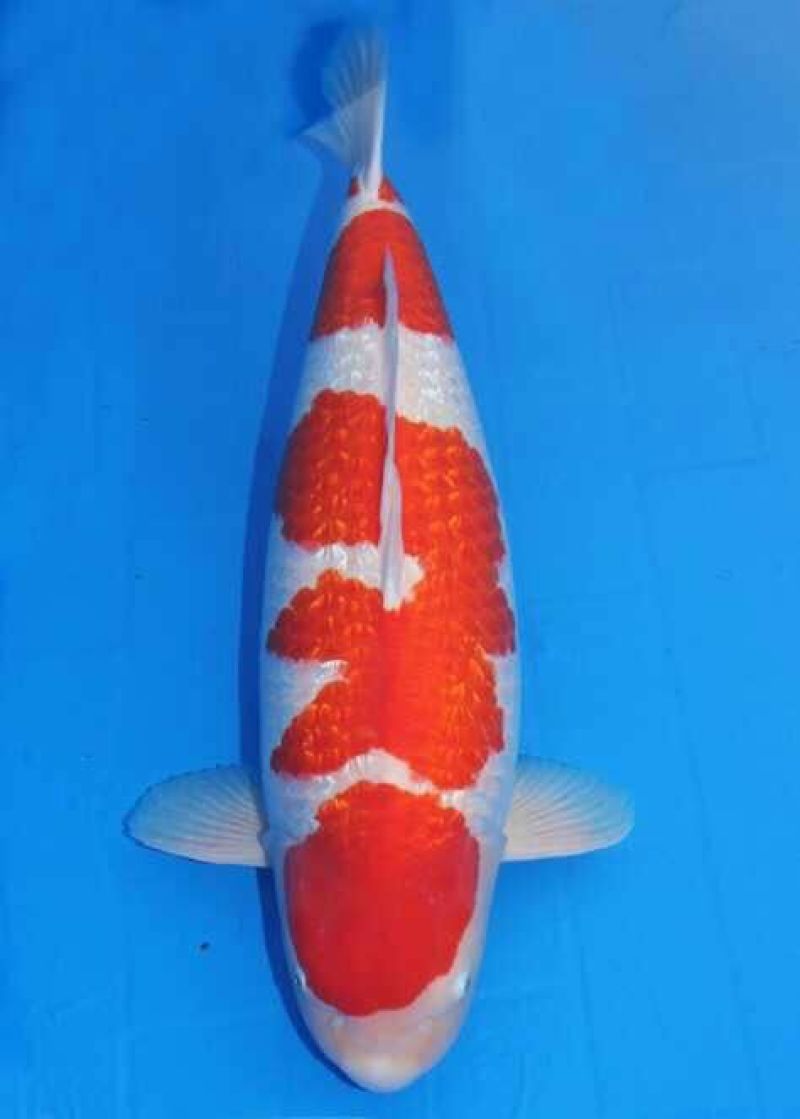 锦鲤鱼苗2两
