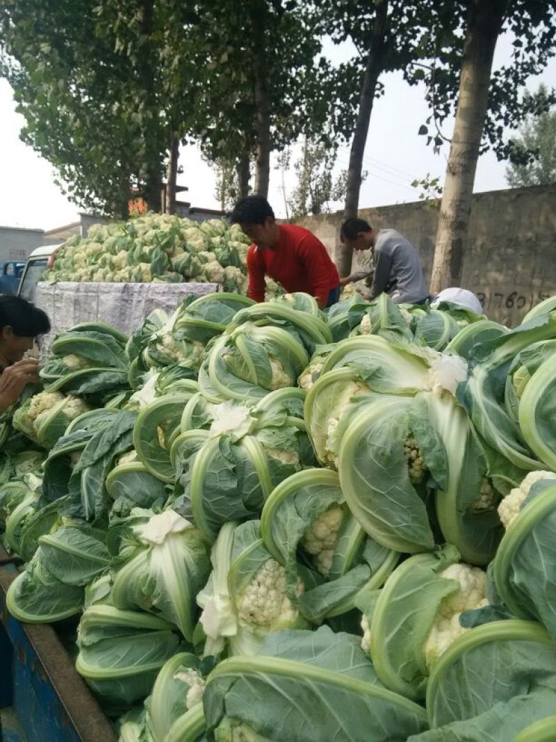 菜花2斤到3斤紧密乳白货源充足需要的联系