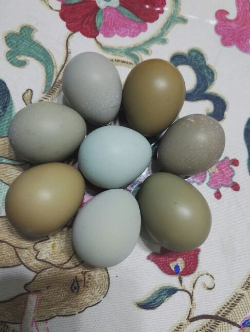 野鸡蛋食用40~50g