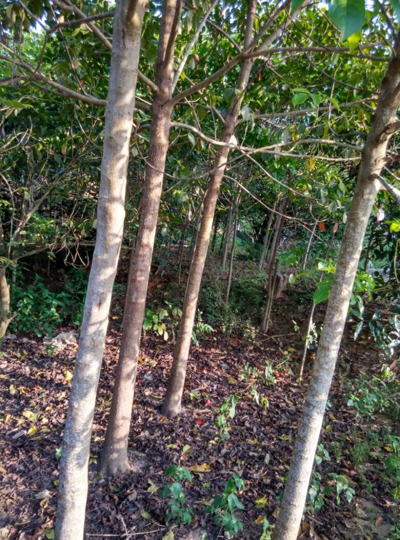 秋枫