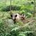 巴马香猪漳浦县南浦乡特色小型猪种开顺家庭农场