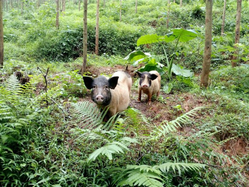 巴马香猪漳浦县南浦乡特色小型猪种开顺家庭农场