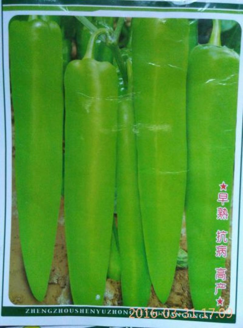 辣椒苗