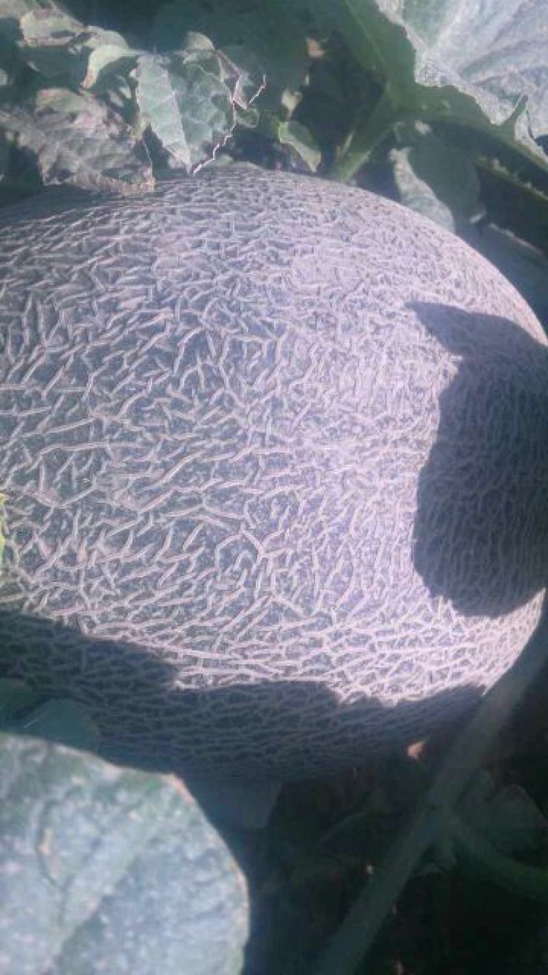 西州蜜瓜3斤以上椭圆形