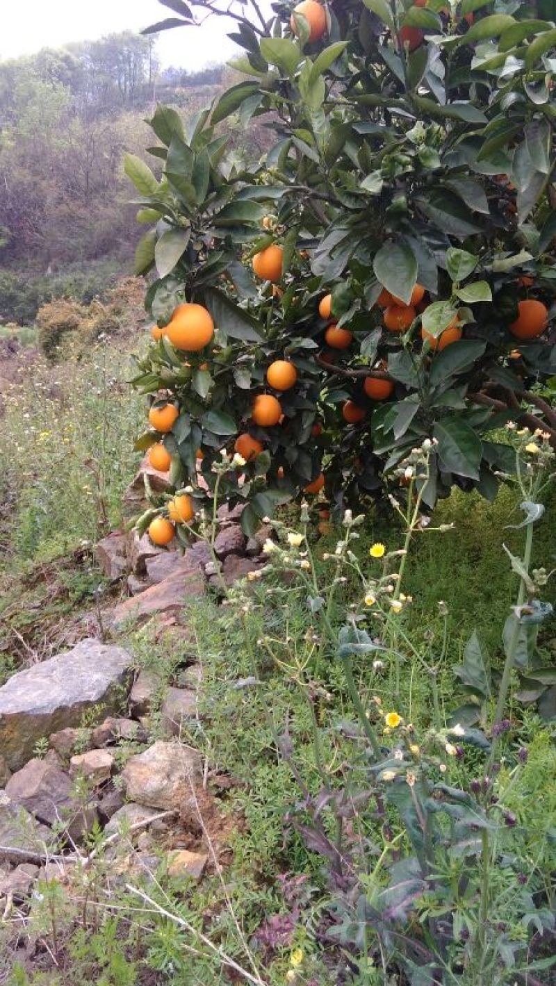 夏橙