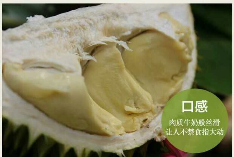 猫山王5~8斤