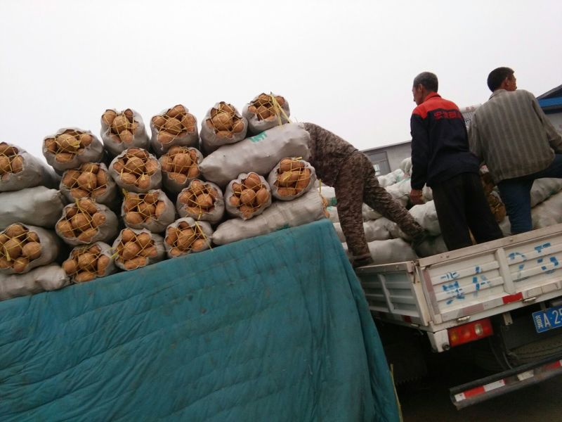 红薯3两以上商品薯白心