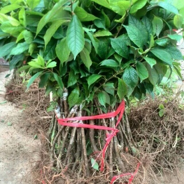 李子树苗40~50cm