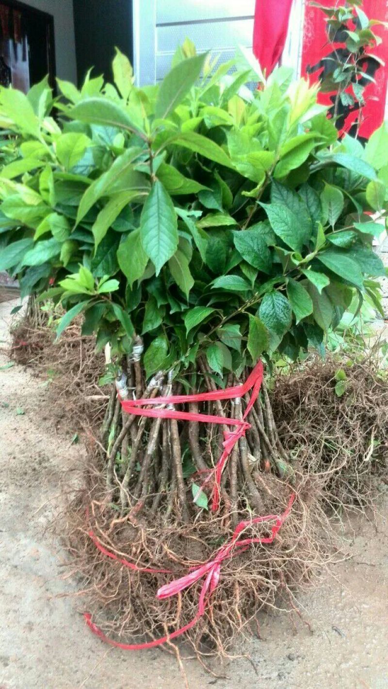 李子树苗40~50cm