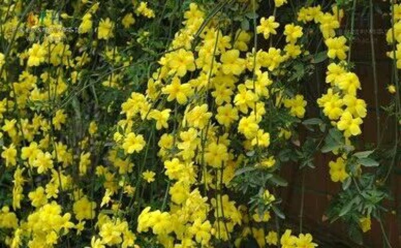 迎春花1~1.5米