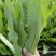 【油麦菜】河北油麦菜大量供应现摘现发可视频看货