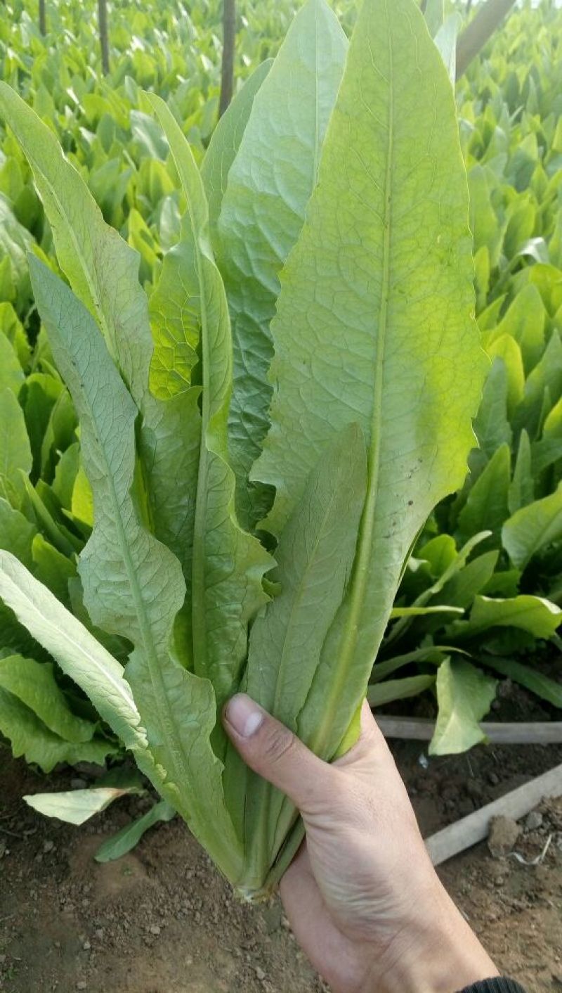 【油麦菜】河北油麦菜大量供应现摘现发可视频看货