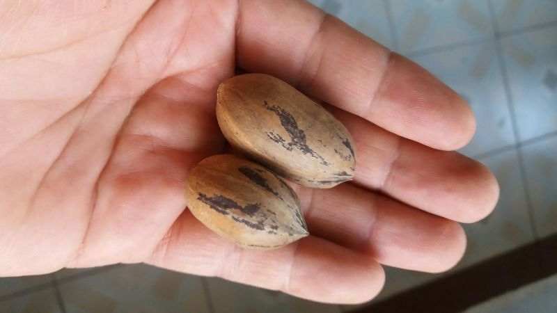 薄皮核桃30mm以上去皮