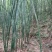 紫竹7~8m