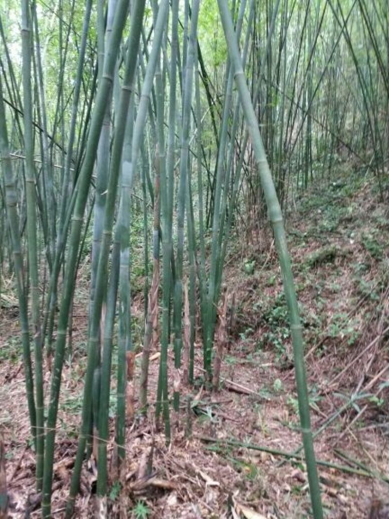 紫竹7~8m