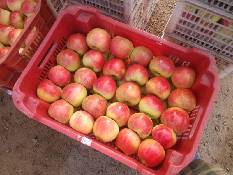 美八苹果膜袋