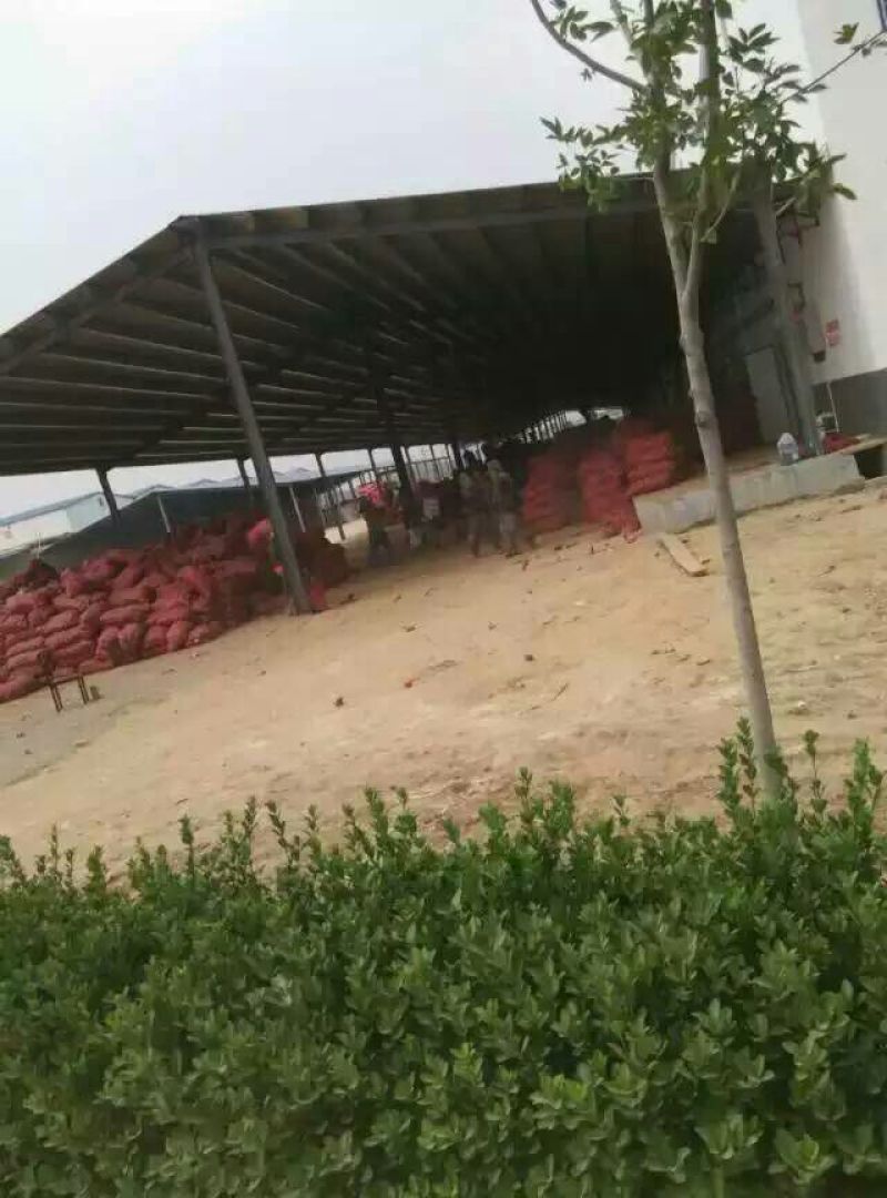 红皮洋葱