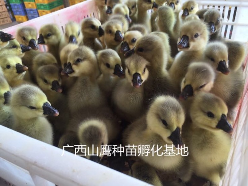 狮头鹅苗