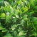 黑叶菠菜10~15厘米